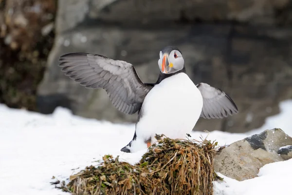 대서양 puffin — 스톡 사진