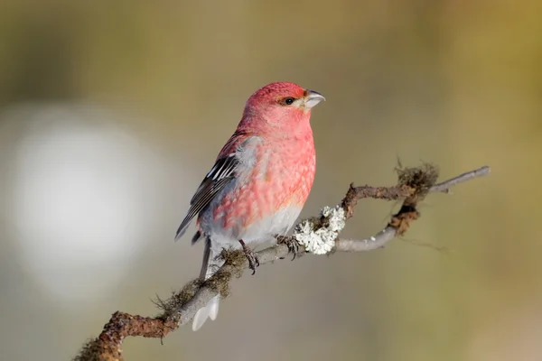 Grosbeak — стокове фото