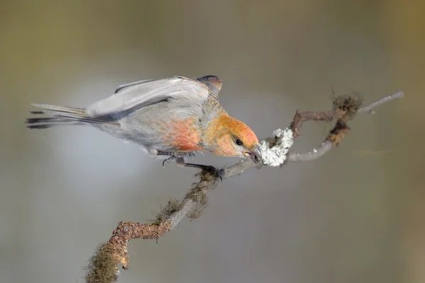 Grosbeak — Stock Photo, Image