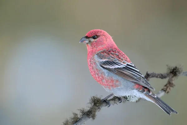 Grosbeak — Stock Photo, Image