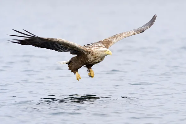 Águila de cola blanca — Foto de Stock