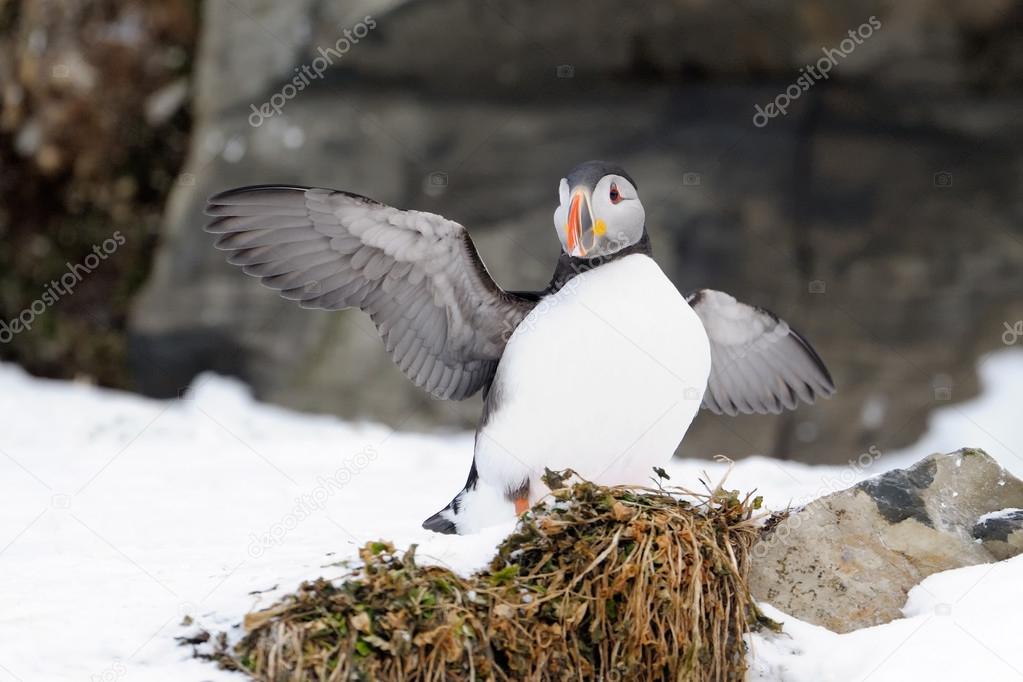 Atlantic Puffin