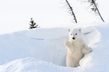 Kutup ayısı (Ursus maritimus) yavrusu den geliyor