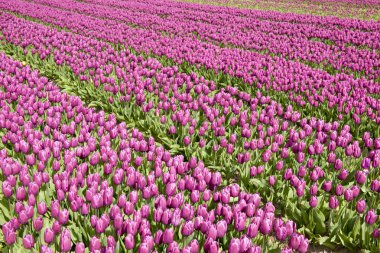 Lale alan, Hollanda