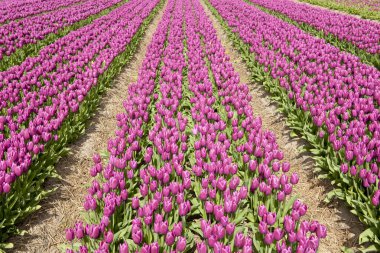 Lale alan, Hollanda