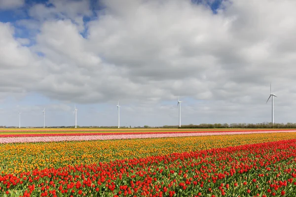 Tulp veld, Nederland — Stockfoto