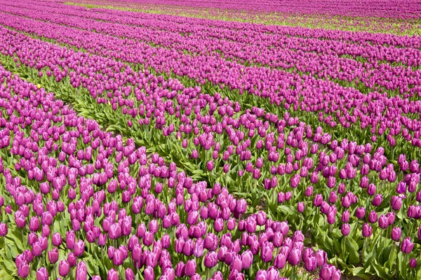 Campo de tulipanes, Países Bajos —  Fotos de Stock