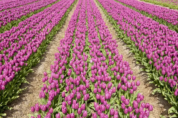 Tulip field, Países Baixos — Fotografia de Stock