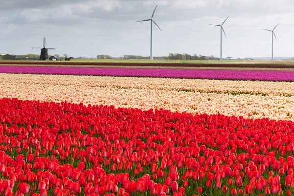 Tulp veld, Nederland — Stockfoto