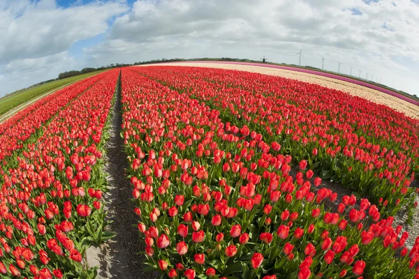 Campo de tulipanes, Países Bajos —  Fotos de Stock