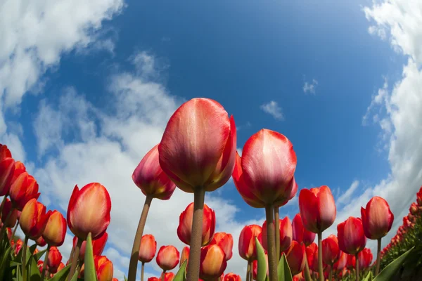 Tulip field, the Netherlands — Stock Photo, Image