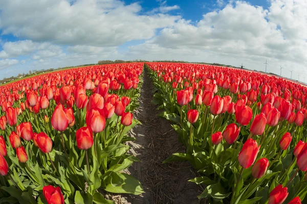 Campo de tulipanes, Países Bajos —  Fotos de Stock