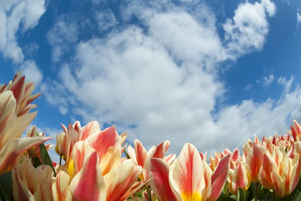 Tulip field, the Netherlands — Stock Photo, Image