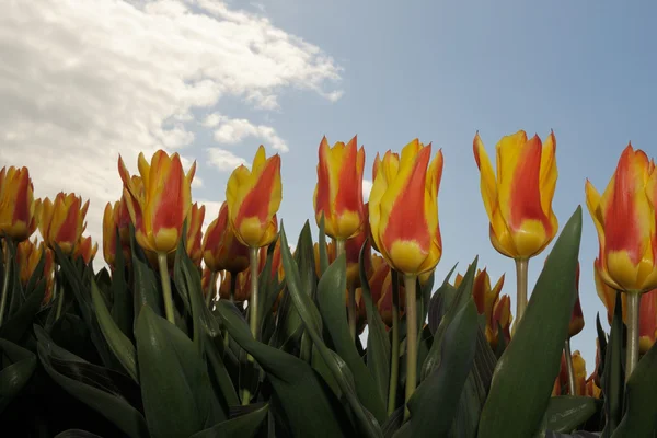 Tulip field — Stock Photo, Image