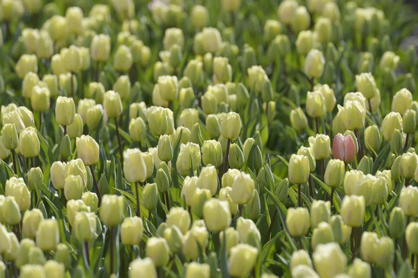 Tulp veld — Stockfoto