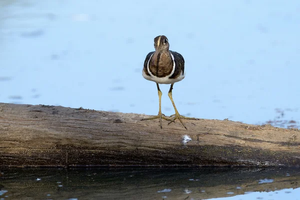 Greater painted snipe — Stock Photo, Image