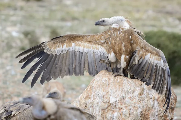 Griffon vulture — Stock Photo, Image