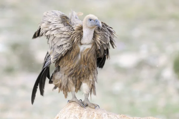 Griffon vulture — Stock Photo, Image