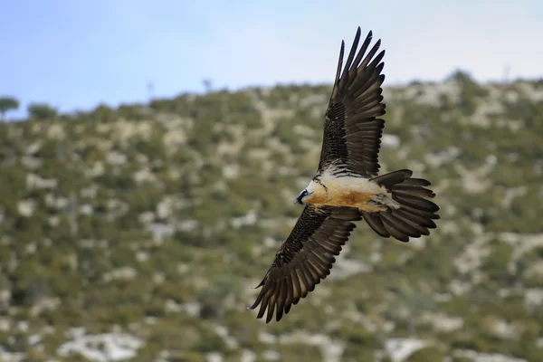 수염 독수리의 비행. — 스톡 사진