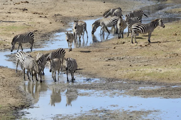 Gemensamma zebra — Stockfoto