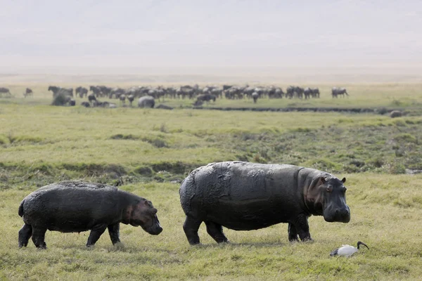 Aygırların karada yürüme