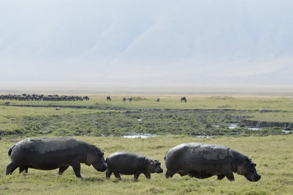 Hipopótamo está caminando por tierra — Foto de Stock