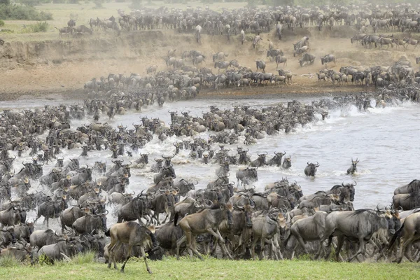 Gnus (connochaetes taurinus)) — Stockfoto