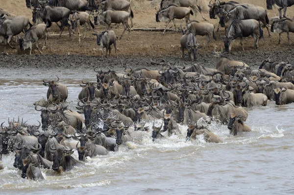 Wildebeest herd (connochaetes taurinus) — Stock Photo, Image
