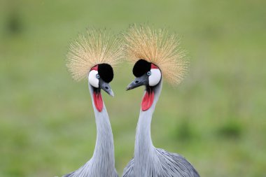Crowned-Cranes. clipart
