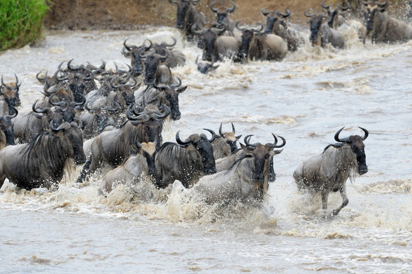 Wildebeest crossing the Mara river.