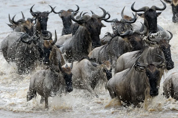 Mara nehri geçerken wildebeest. — Stok fotoğraf