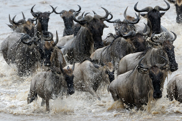 Wildebeest crossing the Mara river.