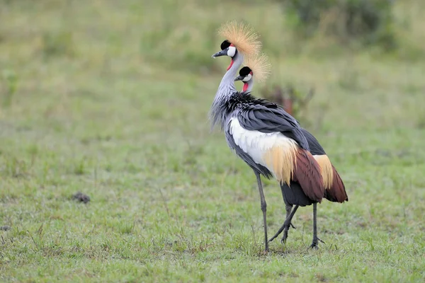 Grey Crowned Cranes — Stock Photo, Image