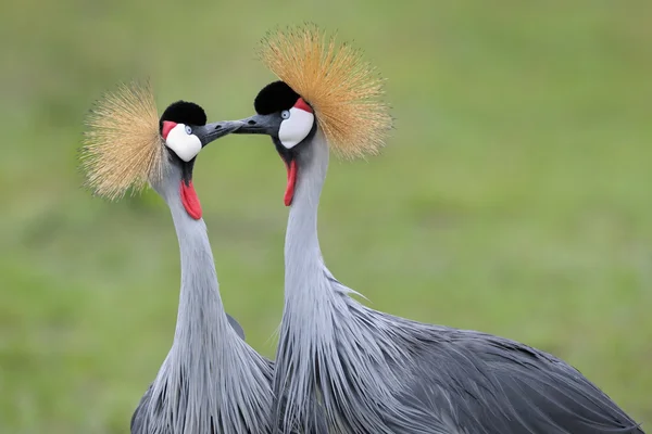 Grå krönt kranar — Stockfoto