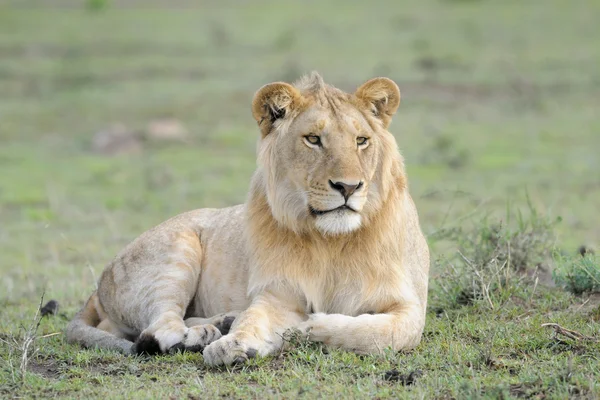 Juvenile male Lion — Stock Photo, Image