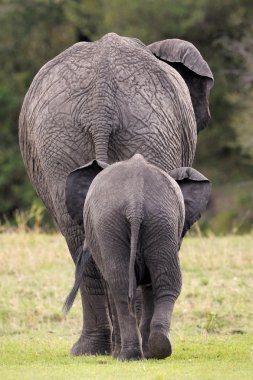 Afrika fili (Loxodonta africana) anne genç ile