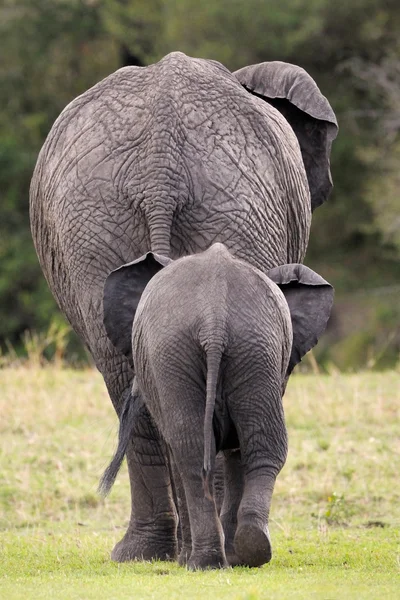 Afrika fili (Loxodonta africana) anne genç ile