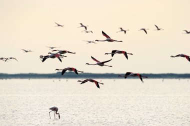 Group of Greater Flamingo flying clipart