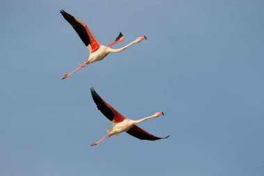 büyük flamingo