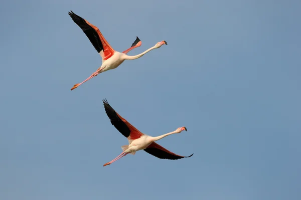 Büyük flamingo — Stok fotoğraf