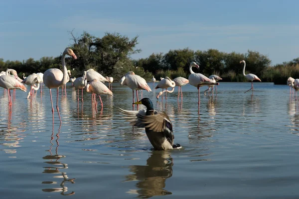 Flamingoların bir grup önünde yeşilbaş — Stok fotoğraf