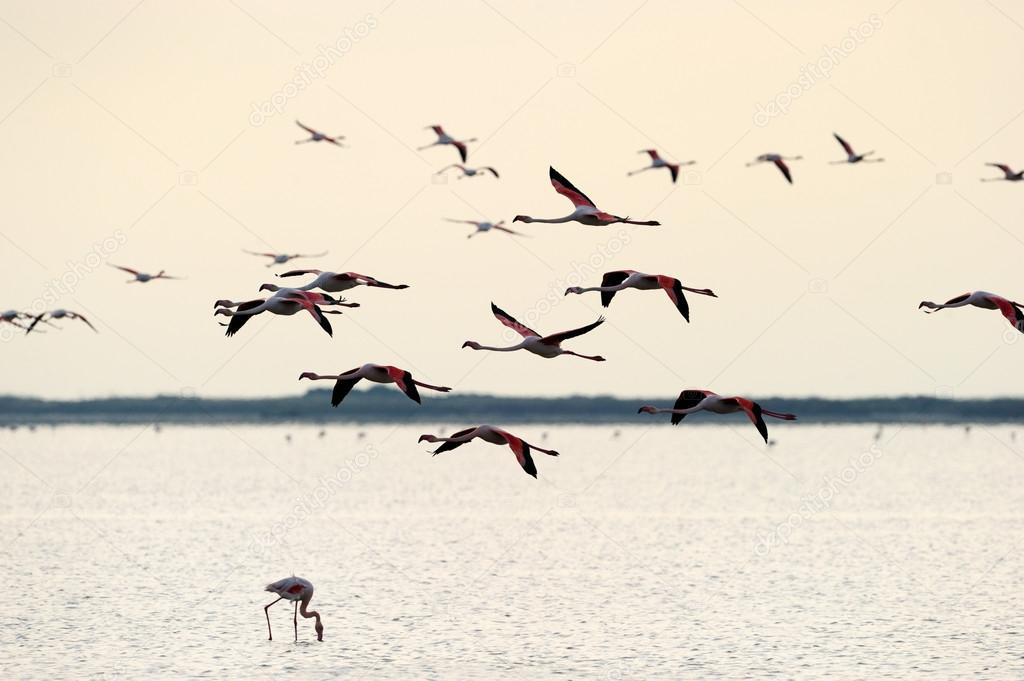 Group of Greater Flamingo flying