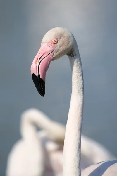 Större flamingo — Stockfoto