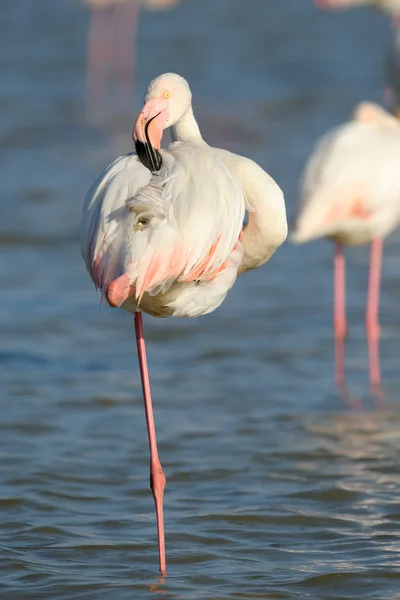 Großer Flamingo — Stockfoto