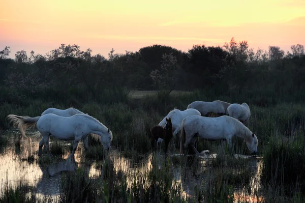 Caballos de Camarga en luz de la mañana —  Fotos de Stock