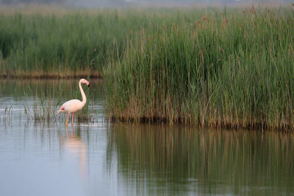 Büyük flamingo — Stok fotoğraf