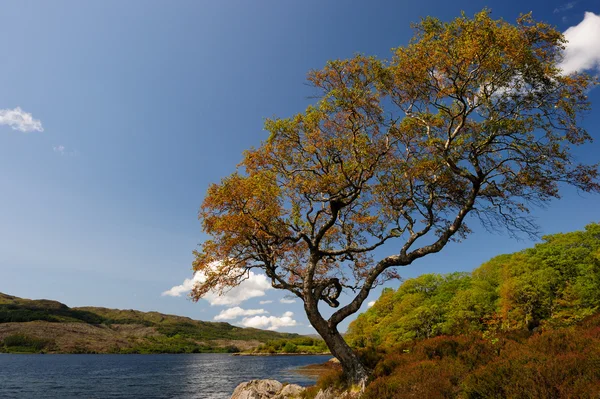 Çarpık büyüyen ağaç — Stok fotoğraf