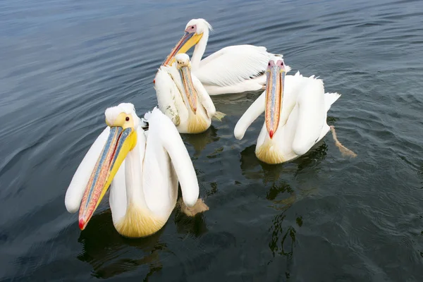 Grote witte pelikaan (Pelecanus onocrotalus)) — Stockfoto