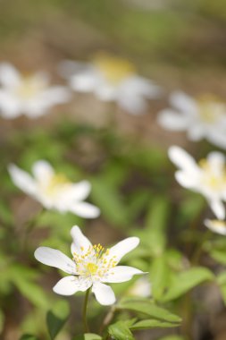 Ahşap anemone (Anemone nemorosa) yakından