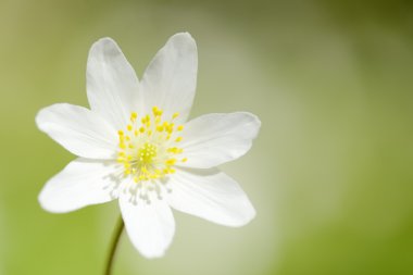 Ahşap anemone (Anemone nemorosa) yakından